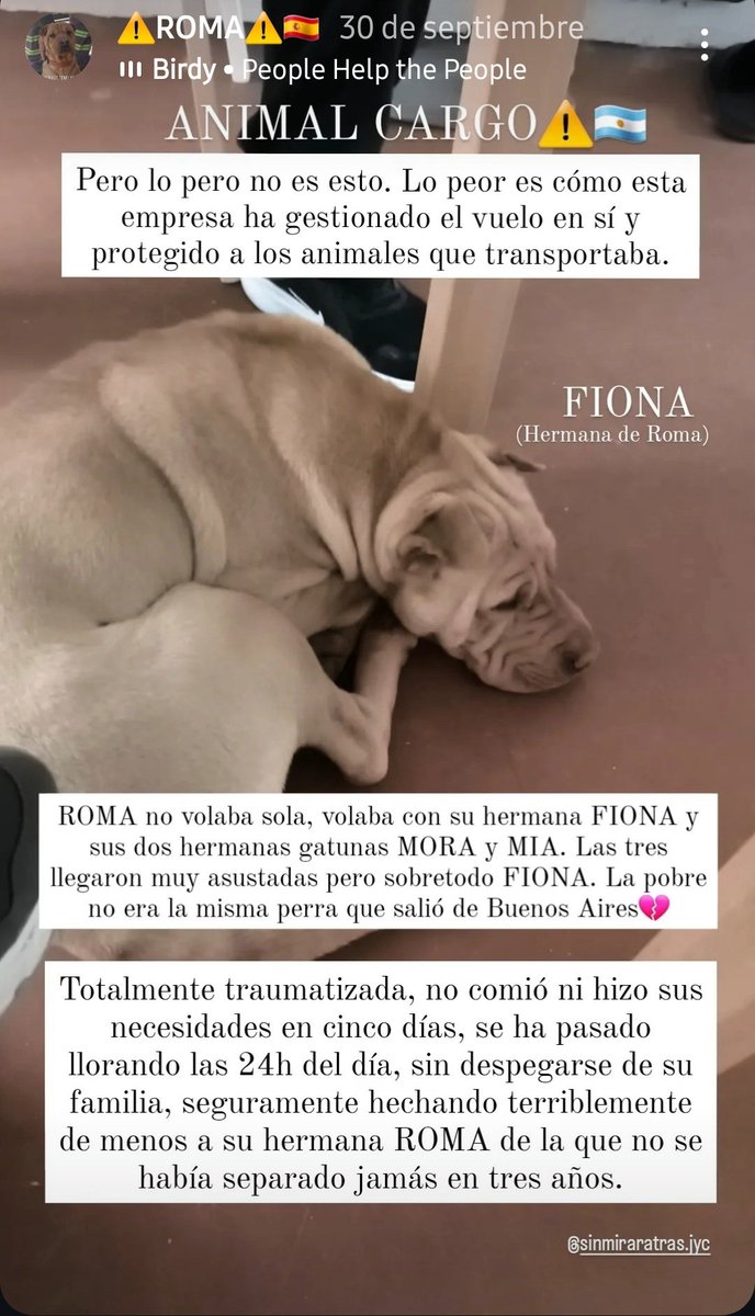 #Roma fue extraviada por #AnimalCargo, quien transportó a #Roma #Fiona perritas y a #Mia #Mora gatas, todas de la misma familia de #BuenosAires a #Madrid el 29.9.2024. Hubo muchas incongruencias. Por favor difundir alla afuera esta #Roma
Mas informacion 👇 instagram.com/p/DBCnhLlIpCu/…