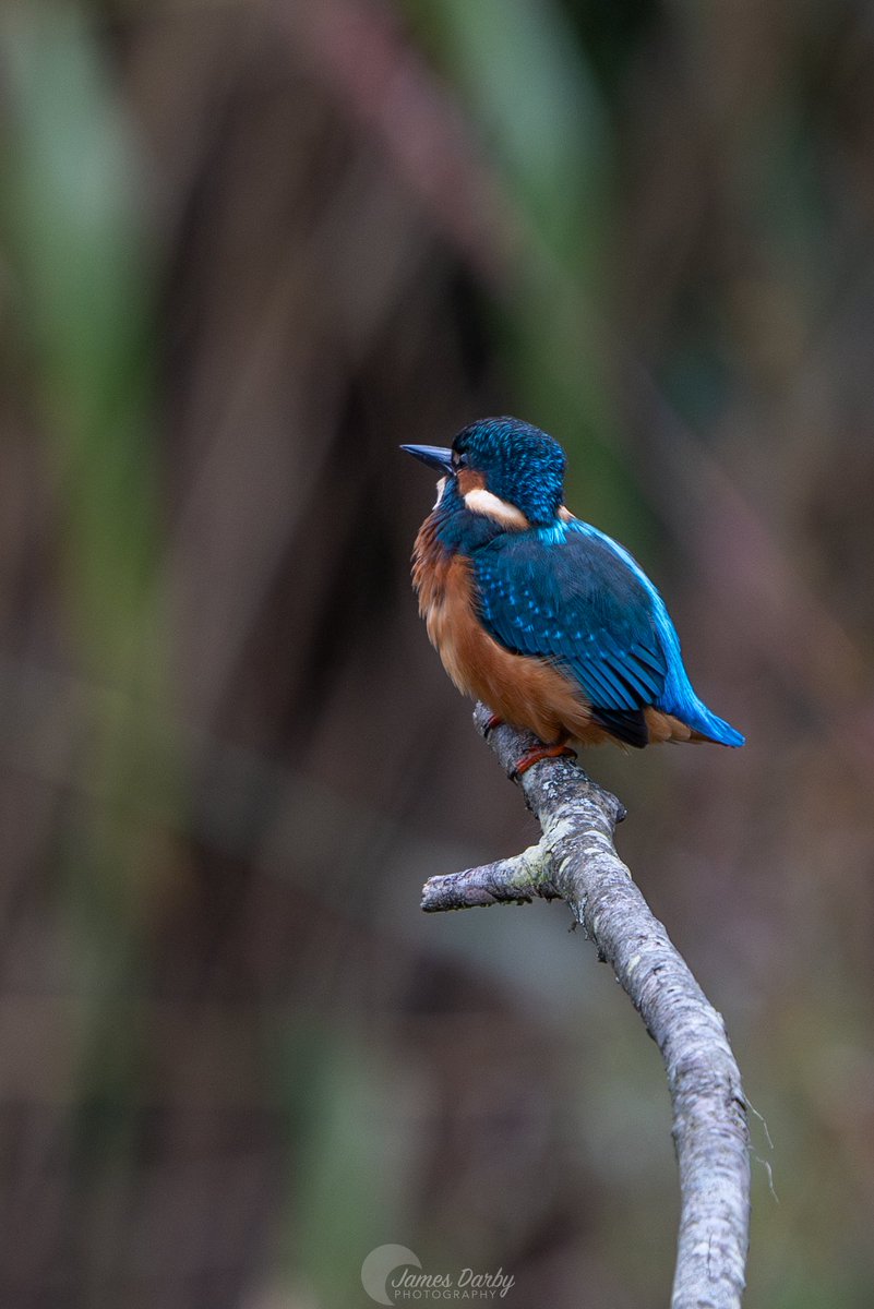 Forest farm this morning. Love the detail on the #Robin #BirdsOfTwitter #NaturePhotography #WALES #BirdLovers #wildlifephotography