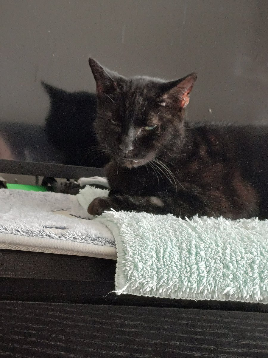 SpaceLozzy tweet media