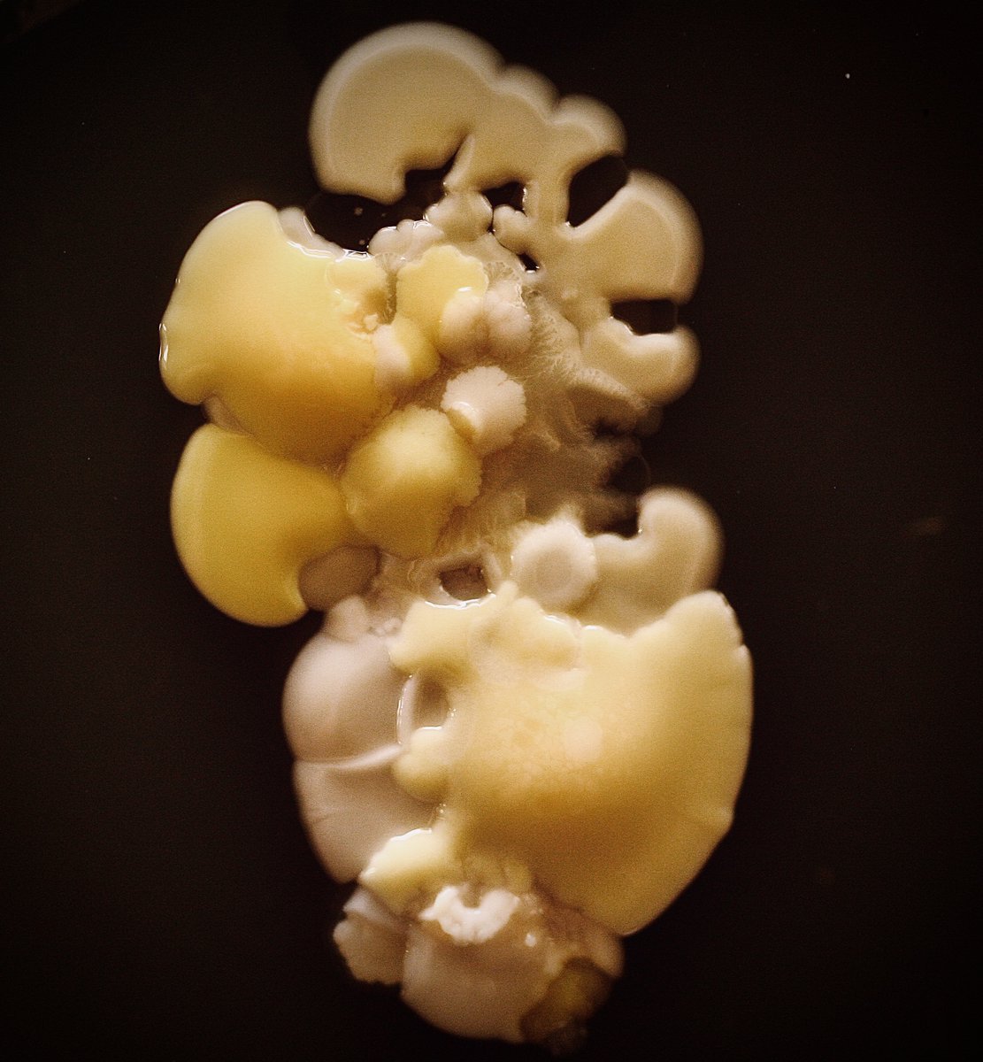 tasturm1's tweet image. #DescribeThatMicrobe I love how rich and varied the colors and textures are a month after these microbial #Handprints were done. @ASMicrobiology @HardyDiagnostic #Microbiology #Science #scicomm