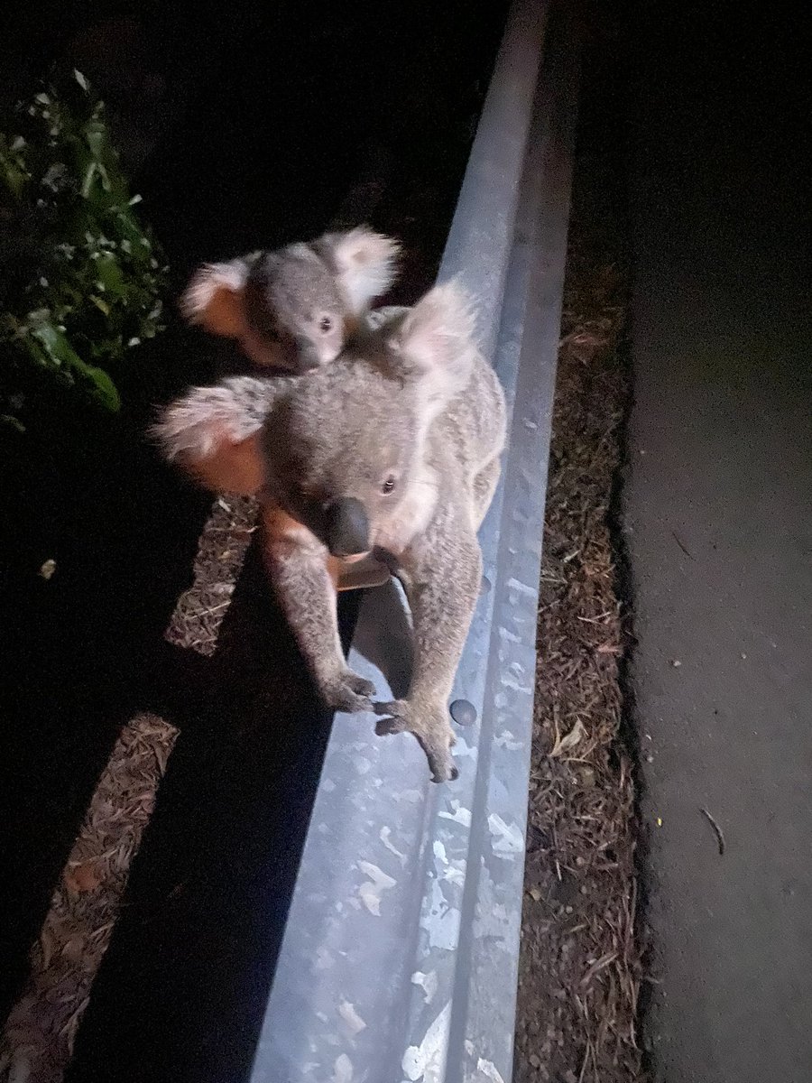 There was another incident in the Horseshoe Bay hill last night with a Koala mum and young joey 
The other concern is that people( understandably as animal lovers)  instinctively stop  to try to assist the koalas. 
As we have so many blind corners on the hills this is worryingly
