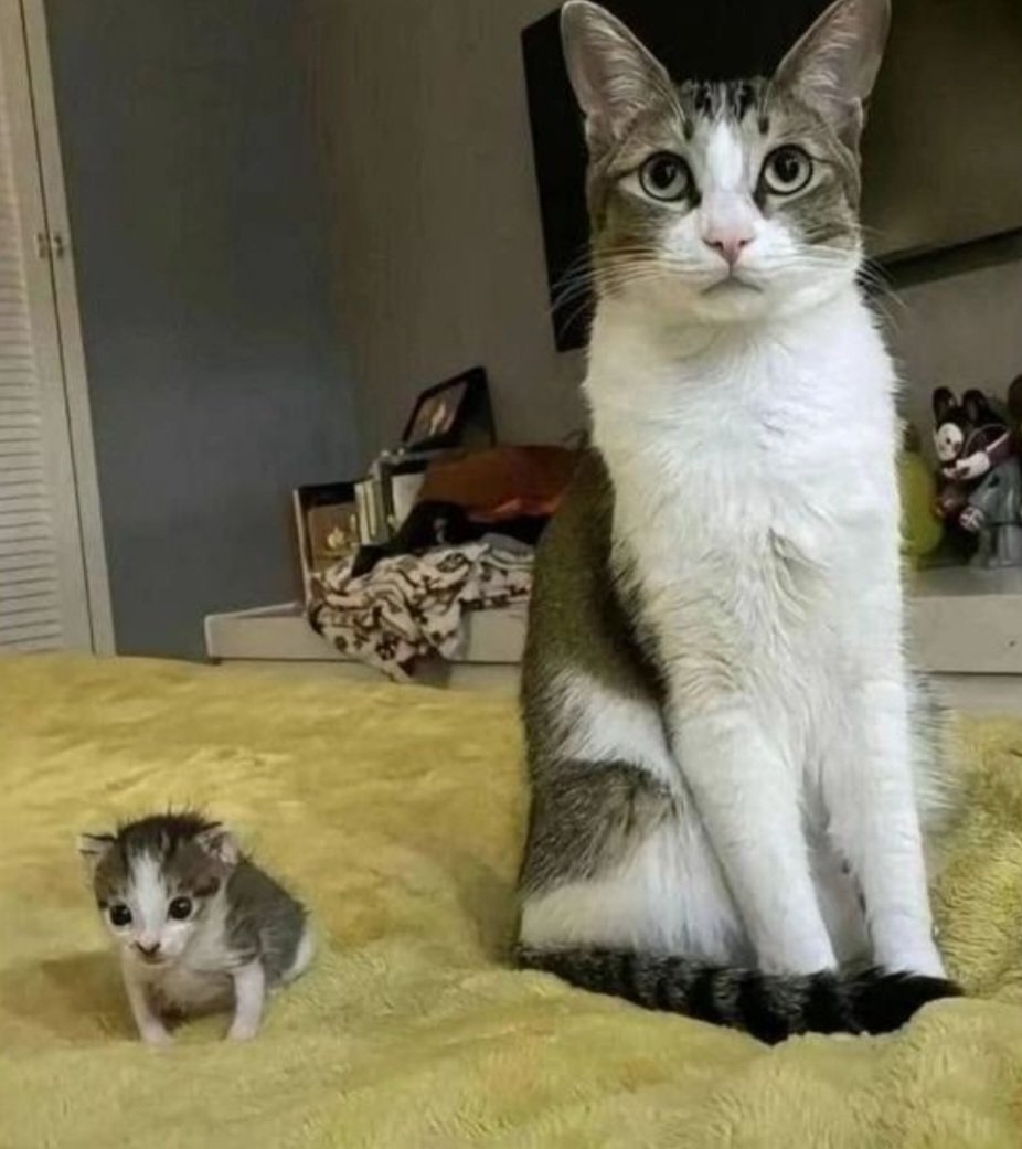 rer4240's tweet image. scout                                         spoi