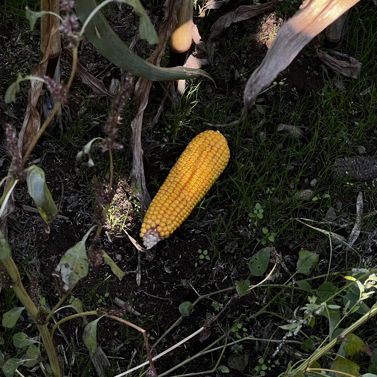 earthpapi's tweet image. 😞