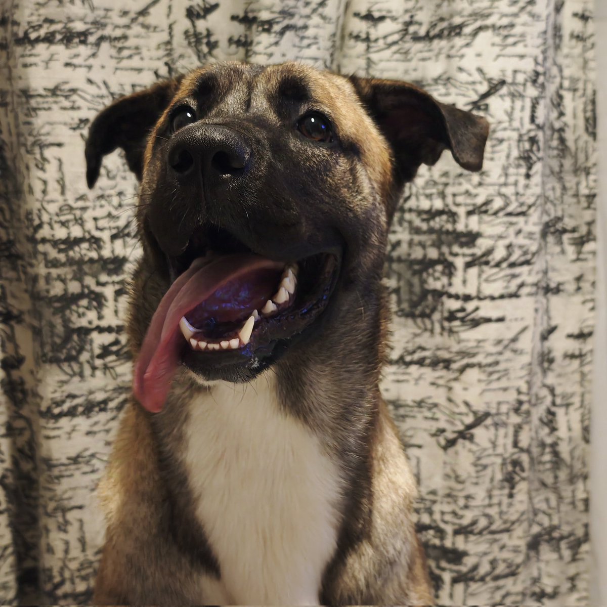 alebasi_Bela's tweet photo. Mi TRUENO. 1 año tiene mi bebe❤️ #love #DogLover #mixedbreed https://t.co/KNxK35XpNQ