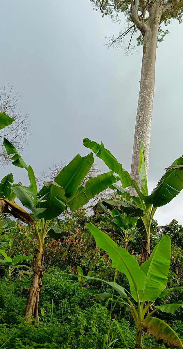 AbiluTangwa's tweet photo. The accelerated decline of bees and insects should be a wake-up call for all of us. We must reduce the use of harmful chemicals and promote sustainable farming practices to protect these essential pollinators. #ActOnClimate #SaveOurInsects https://t.co/nZul67j3hl