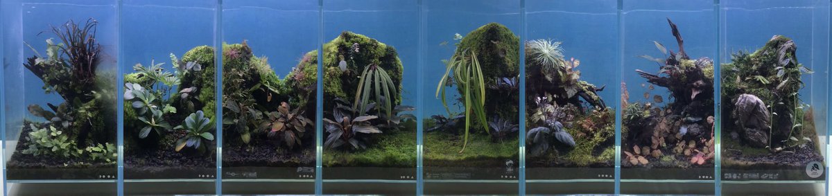 パルコレ8連パルダ!!
水槽くっつくけて撮影!
ワークショップ参加の方も見ていってね!
#パルコレ #パルダリウム #パルダリウム愛好会 #ねんどちゃん