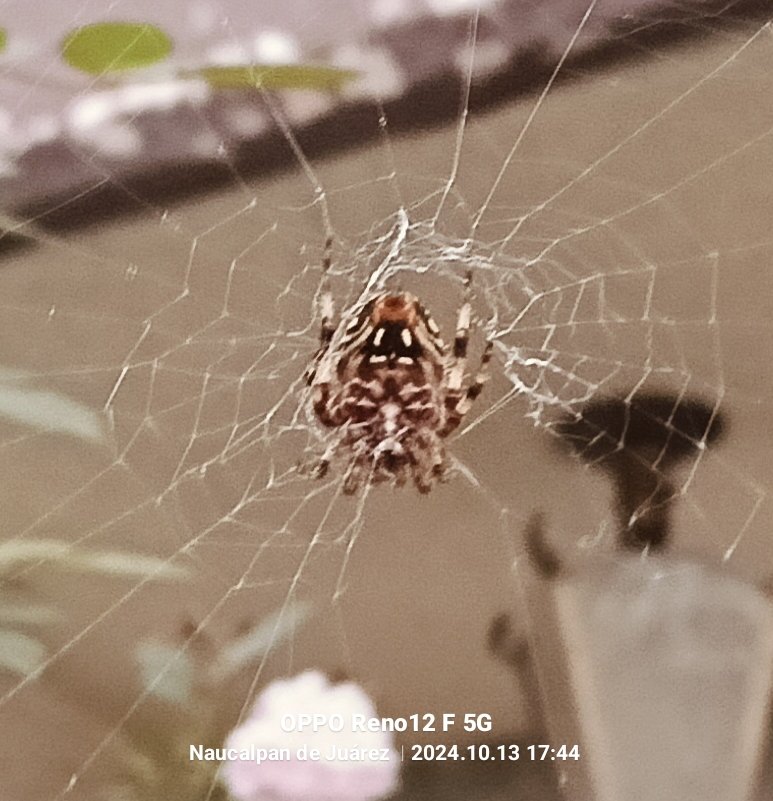 alesonor's tweet photo. @Arachno_Cosas este bello ejemplar es de importancia médica? Esta en el jardín , en Naucalpan https://t.co/YjkR1qh4Sp