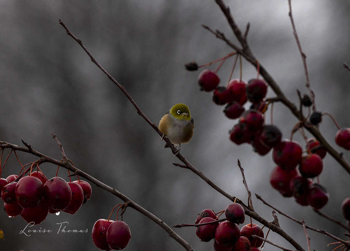 Something  arty in your day, a silvereye / tauhou (Zosterops  lateralis) captured in the moody dawn light of Greytown a couple of months ago. Perched in what I think is a crabapple tree. Bird #53 of 2024.

#BirdsSeenIn2024 #nzbirds #NewZealand #birding #birdwatching #silvereye