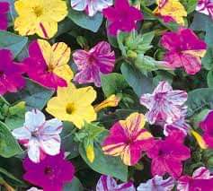 Excel_Dee's tweet image. BUNGA PUKUL EMPAT

Nama ilmiah : Mirabilis jalapa L.
Nama daerah :

Kembang megrok sore (Jawa Tengah)

Kederat (Bali)

Ledonosok (Timor)

Bunga-bunga parengki (Roti)

Nama asing :

Marvel of Peru (Inggris)

Zi Mo Li (Cina)

Kenapa disebut “pukul empat”?

Karena bunganya mekar…