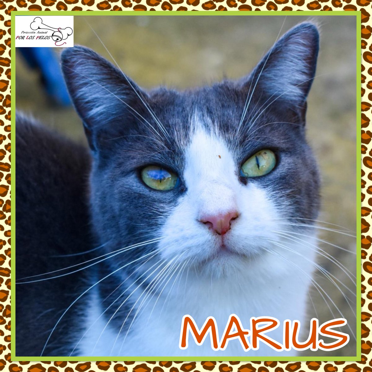 🐱MARIUS🐱#gatito 3 años busca #acogida #adopcion Apareció en la calle junto a sus seis hermanitos y lleva tiempo esperando una oportunidad. Es muy dulce y cariñoso y le encanta la gente. Un compi gatuno ideal. Marius te está esperando! 👉 protectoraporlospelos.org/ficha-2236