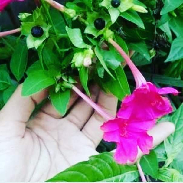 Excel_Dee's tweet image. BUNGA PUKUL EMPAT

Nama ilmiah : Mirabilis jalapa L.
Nama daerah :

Kembang megrok sore (Jawa Tengah)

Kederat (Bali)

Ledonosok (Timor)

Bunga-bunga parengki (Roti)

Nama asing :

Marvel of Peru (Inggris)

Zi Mo Li (Cina)

Kenapa disebut “pukul empat”?

Karena bunganya mekar…