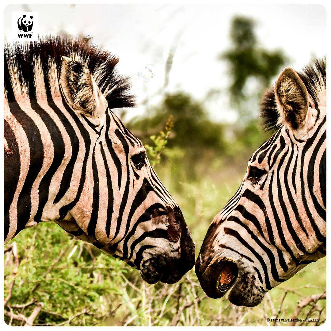 wwf_moz's tweet photo. Hoje é Dia de Festa "Às Riscas": Feliz Dia Internacional da Zebra! 🦓

Já pensaram sobre qual é o animal mais fashion da savana? A zebra faz parte dos mais fashion! E hoje, 31 de Janeiro, é o dia delas: o Dia Internacional da Zebra.

Saiba mais em https://t.co/kO5AkBc9hf https://t.co/1RjrLGzTG5