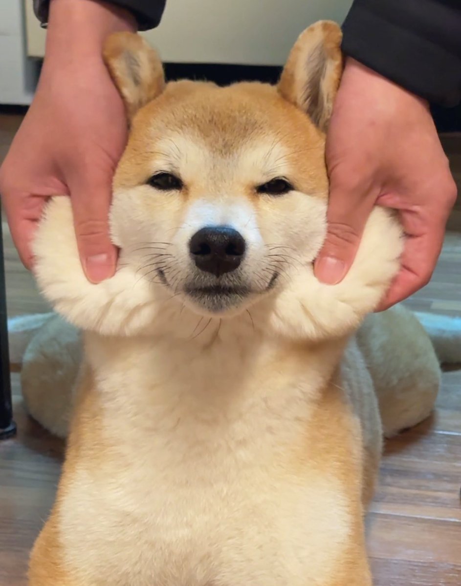 しーばりおん。絵を描くジト目な柴犬。 (@shi_barion) / Posts / X