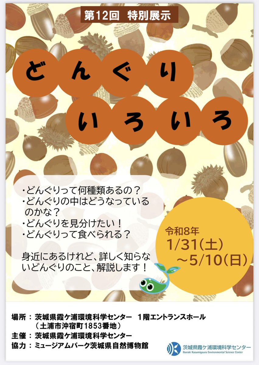 本日1/31から！ 第12回特別展示「どんぐりいろいろ」を開催しています