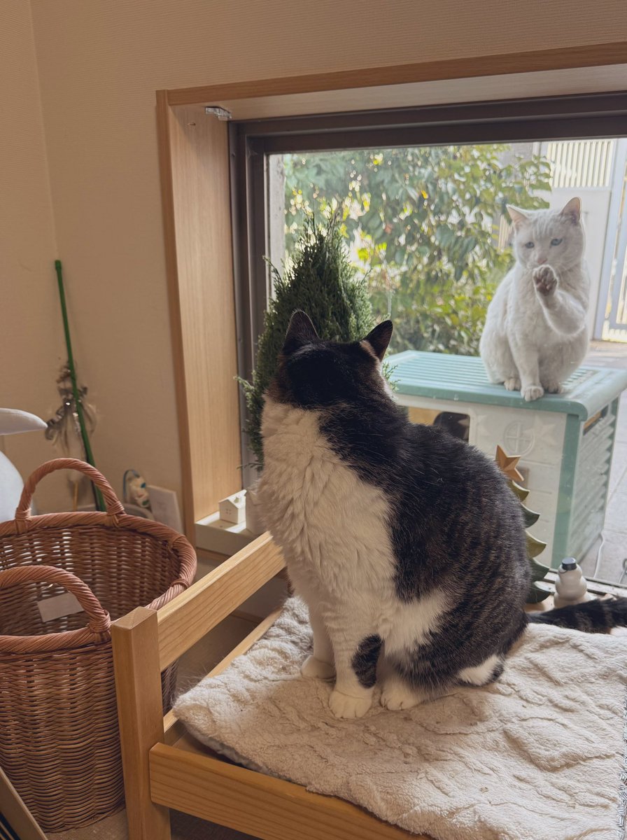 肉球じまん❄️」