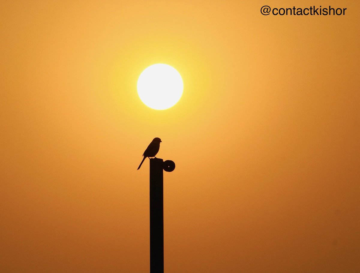 Kishore Shelar 🇮🇳 tweet media