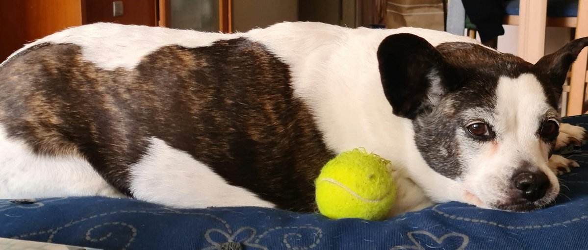 Alcaraces y Jockovices a ella... 😋