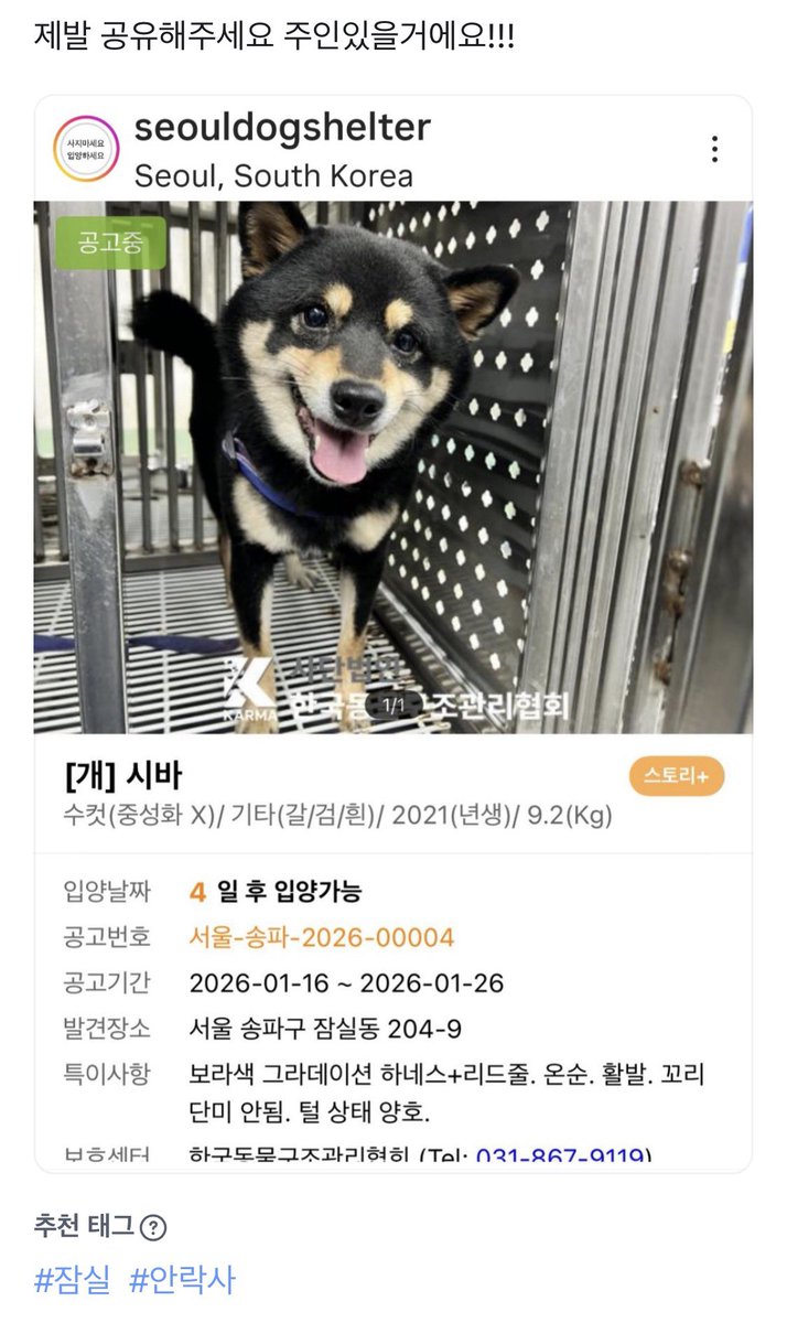 견주 좀 찾아주세요! 하네스도 하고 있어요. !! 제발 임보라도 가능하신분 안계시나요…??