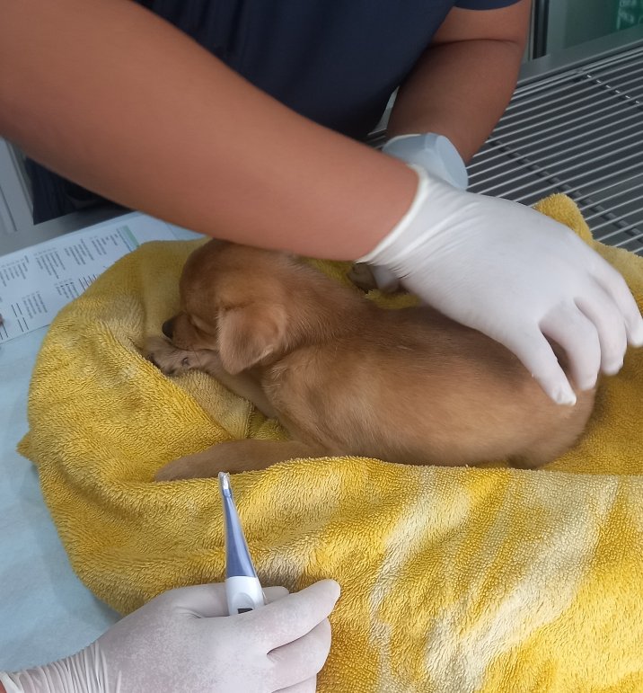 piipstachio's tweet photo. Time urgent emergency! ❗️ hello we need to raise $200 to pay off the remaining  pet vills and procedure to help my puppy who recently contracted parvo
https://t.co/pCEwzcM7EQ https://t.co/AciKpnHsrC