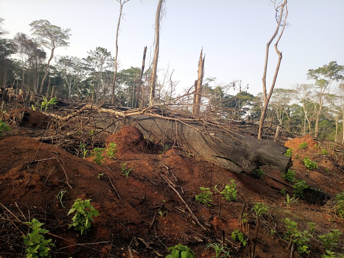 AbiluTangwa's tweet image. Ancient tree = carbon vault, species sanctuary, soil anchor.
Clear-cutting it = short-term cash, long-term collapse.
This math is fatal. #StopDeforestation #ClimateAction