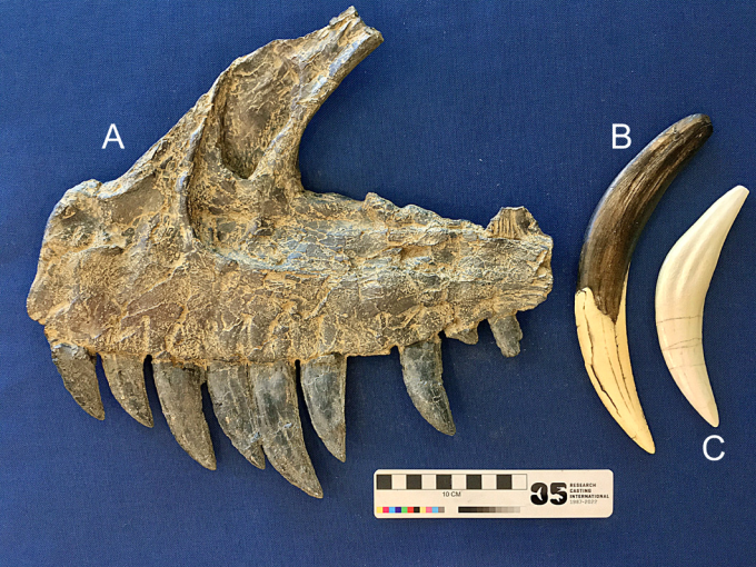 ASA様•*¨*•.¸♬︎専用ページ Asa (@Asa_dinoclub414) / Posts / X