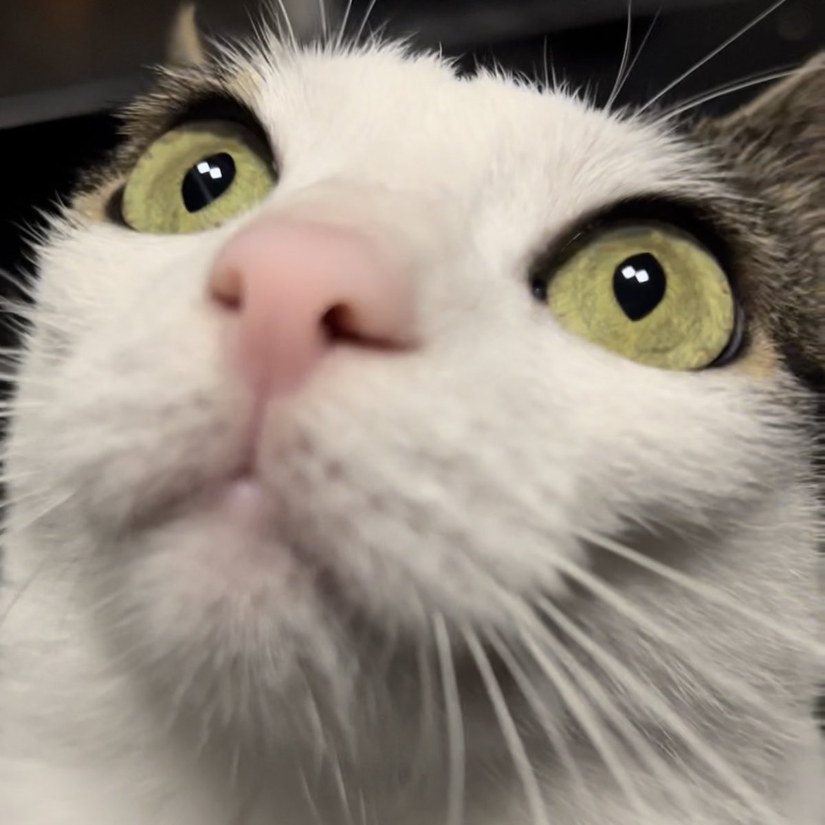 Crunchycat Luna tweet media