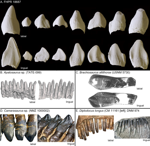 🦕ハート形の恐竜の歯💞 モリソン層に新顔の竜脚類!? #古知累論文紹介