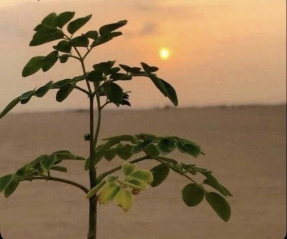 عبدالرحمن الجاسر tweet media
