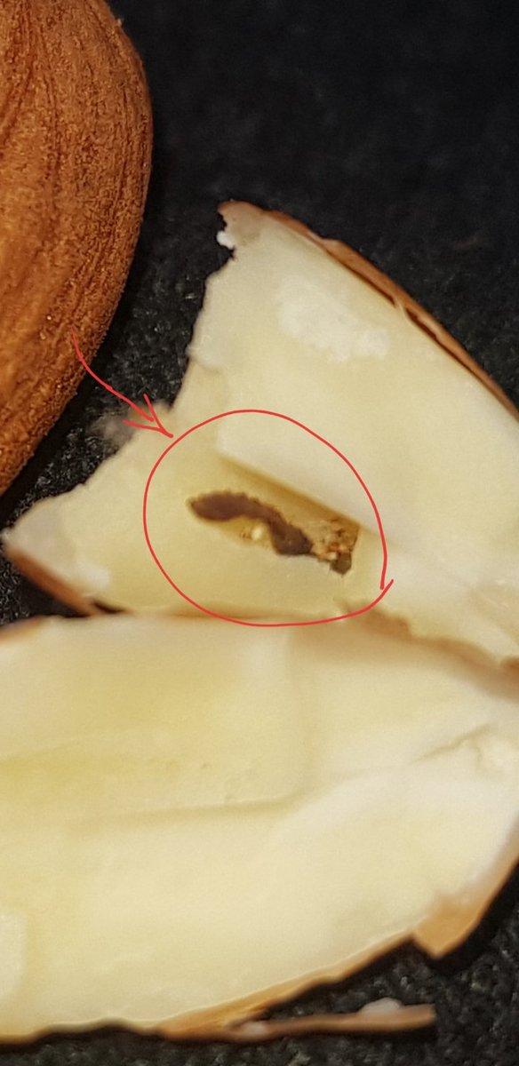 TBCXTC's tweet image. Found this little guy (worm/grub/caterpillar) living inside an almond. Make sure you check your nuts before you eat them, they have a strange taste if when theres a bug living inside.  @PioneerFoodsSA @PepsiCo