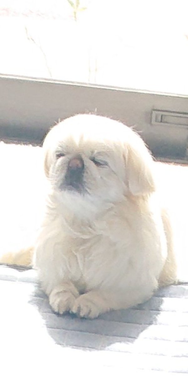 日向ぼっこの達人さん🐶✨✨