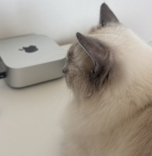 맥미니용 모니터 구매 관련 이미지