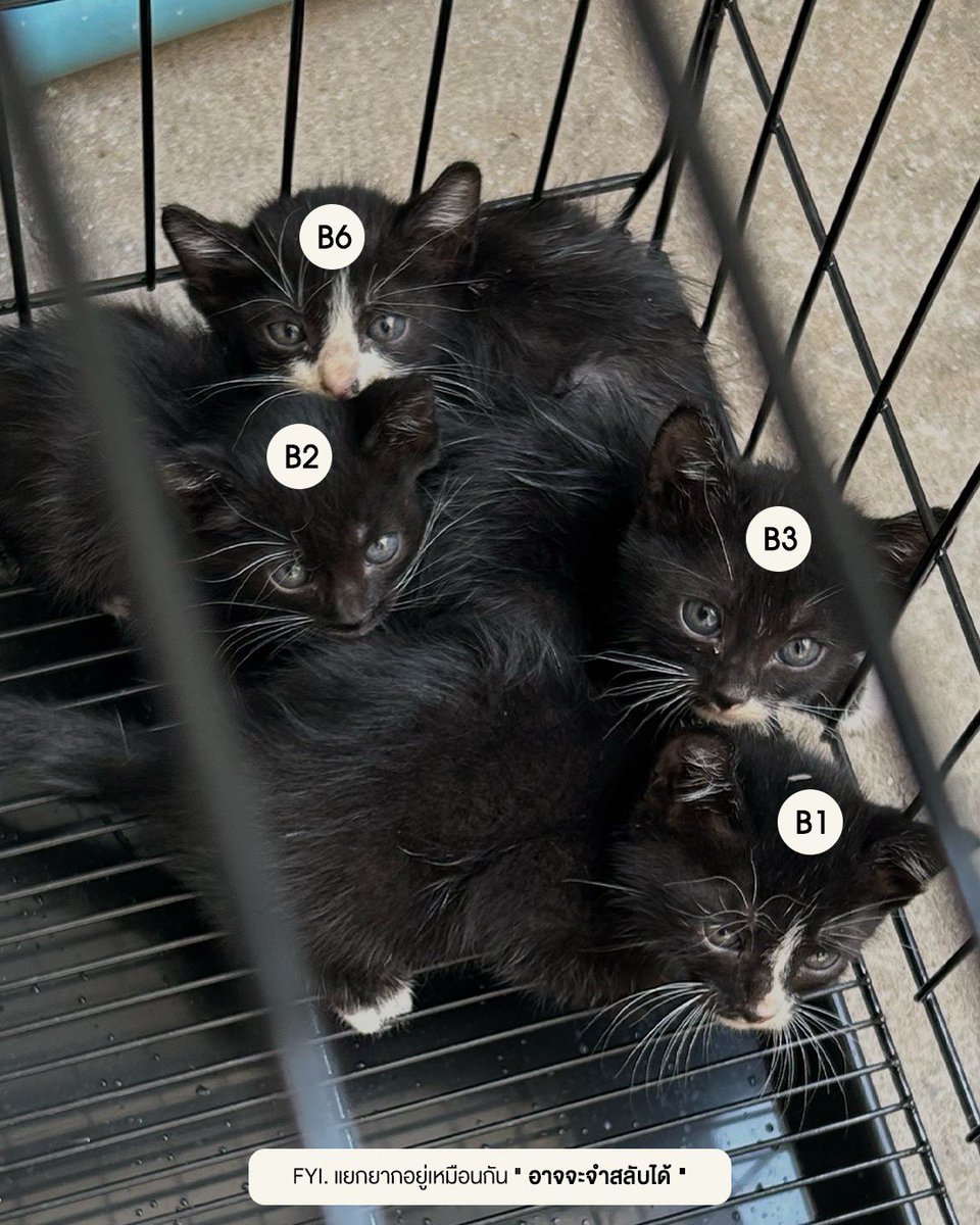 หาบ้านให้น้องแมวคับ 🏡

มีน้องแมวดำ 6 ตัว 🐈‍⬛🐈‍⬛🐈‍⬛🐈‍⬛🐈‍⬛🐈‍⬛
ไม่สะดวกเลี้ยงหมด รับแยก 1 หรือ 2 ตัวได้นะครับ🥹

ลาดพร้าววังหิน โชคชัย4 ลาดพร้าว กทม หรืออยากให้ไปส่งได้ครับ ในกทมและปริมณฑล

มีรูปเพิ่มในเมนชั่น👇🏻👇🏻
#หาบ้านให้แมว #แมวจรหาบ้าน