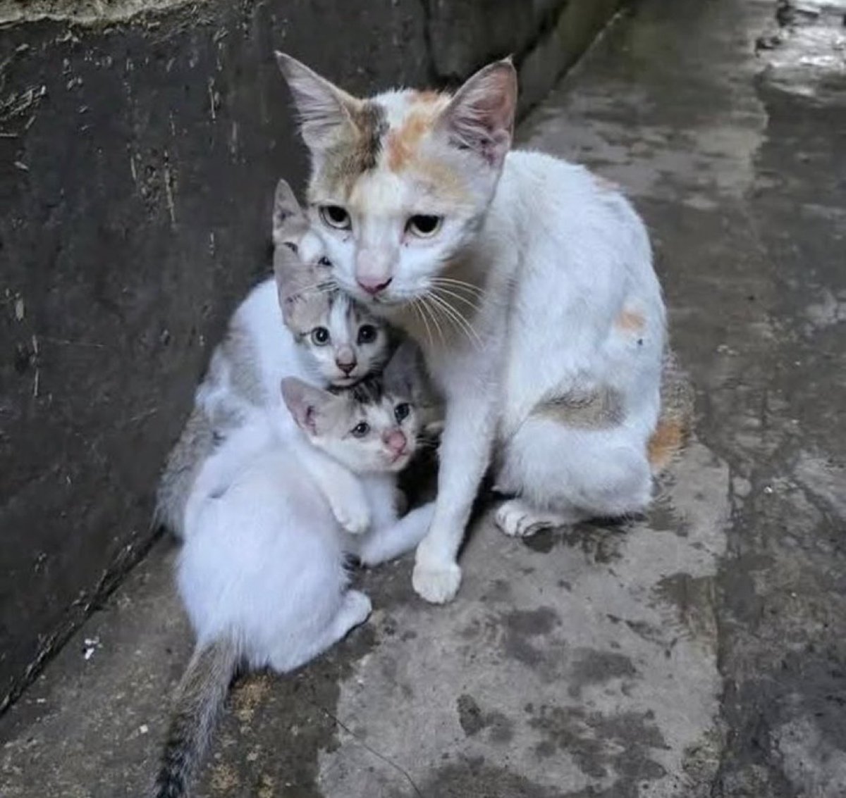 place where car shouldnt be (@carshouldnt) on Twitter photo 