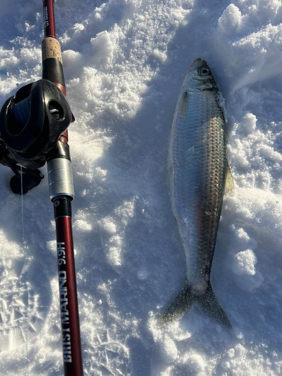 raimutonsena73's tweet image. 釣りものが定まらないこの時期はニシン！！

ニシンのジギングに限る🥱
#fishman #マリノ99