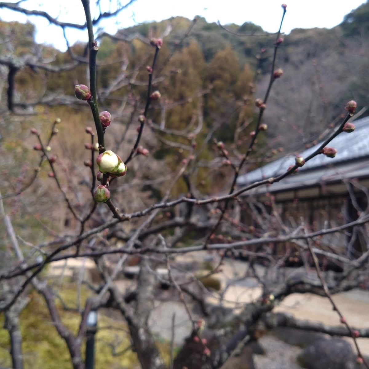大広間に飾っている梅が気がついたら満開になっていました！ほんのり香る梅の香りに癒されます…
来館の際は、大床に掛けられた山口高校書道部さんの作品と一緒に、ぜひお楽しみください。
（床の間には上がらないでくださいね😊）

中庭の梅の木にもふくらみかけたつぼみが！