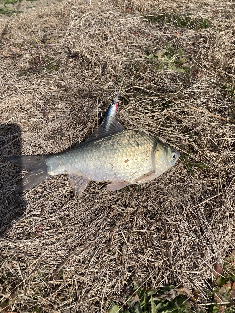 らびっとのBass time tweet media