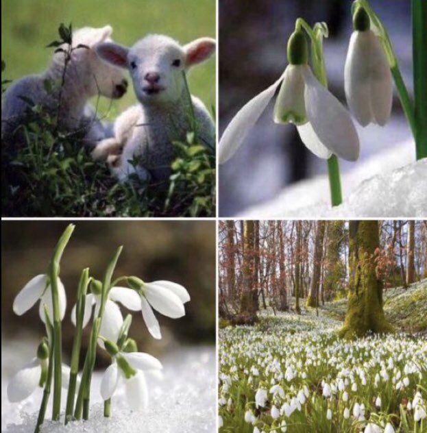 1st-2nd Feb is #Imbolc, a #Celtic celebration of the quickening of new life. In Old Irish it means “in the belly”. This is the time of the fire goddess #Brigid, when she brings blessings to the hearth &amp; fertility to the land. #Snowdrops are her footprints. #FolkloreSunday