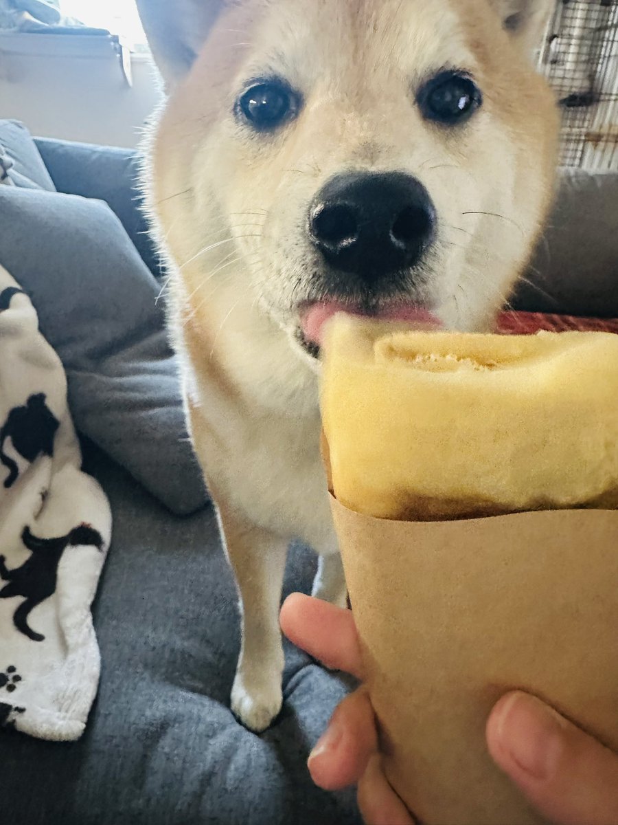 3時のおやつはクレープだったよ🐶🫶

ボクはワンコ用😋

 #柴犬