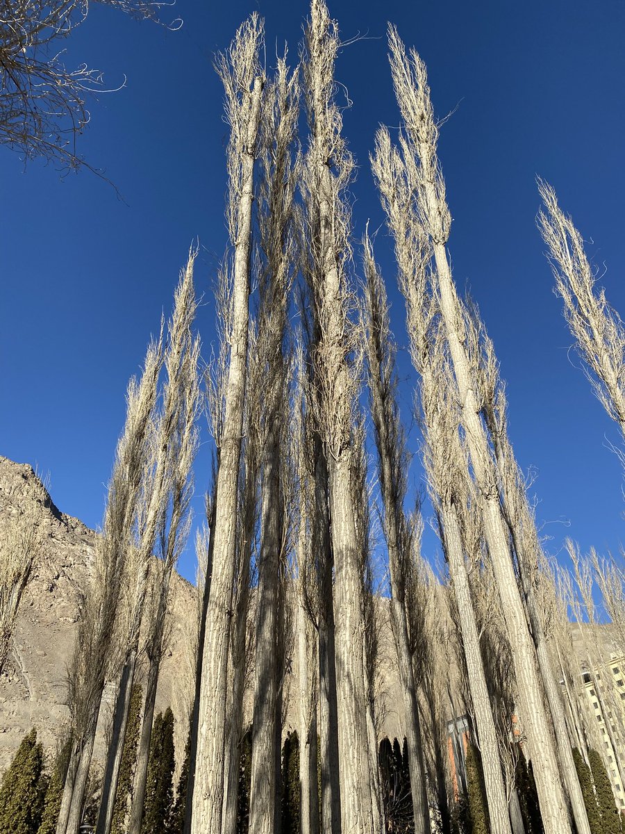 прпттпрртщ лшллл tweet media