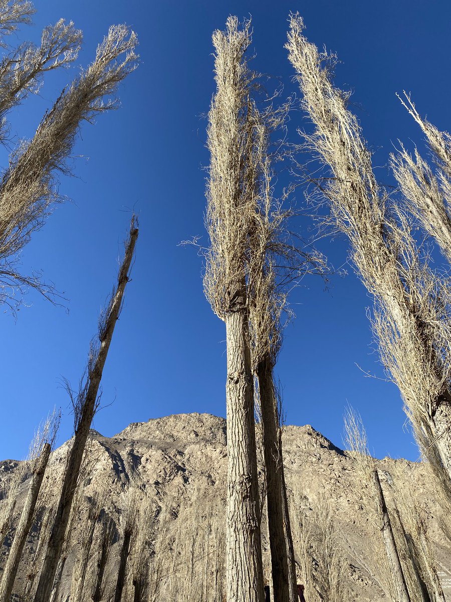 прпттпрртщ лшллл tweet media