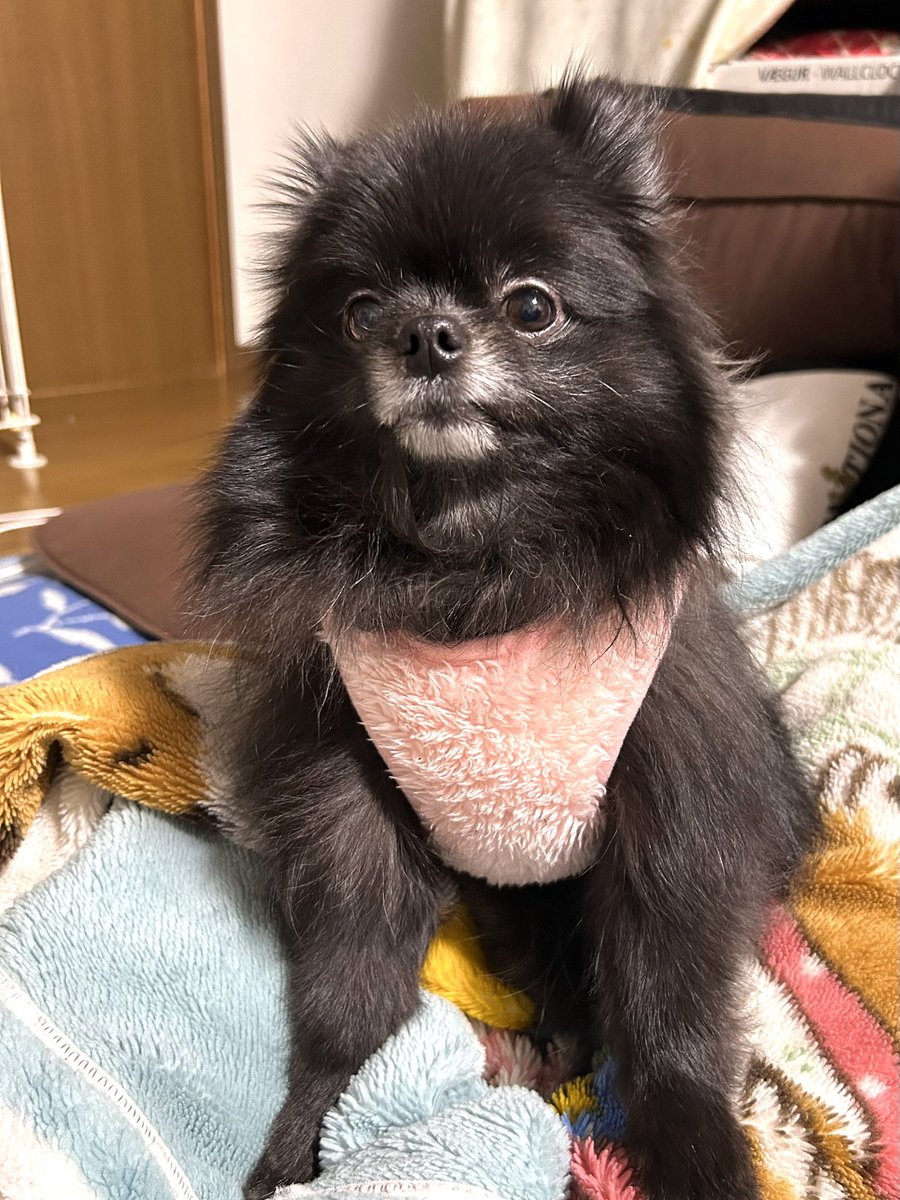 今夜のラム🐶（黒ポメ♀3歳） 洋服着せた途端、脱ごうとするラムさん