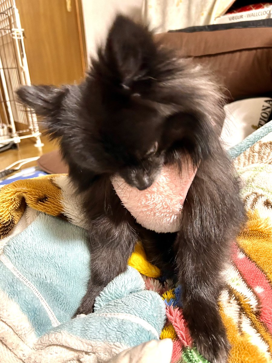 今夜のラム🐶（黒ポメ♀3歳） 洋服着せた途端、脱ごうとするラムさん