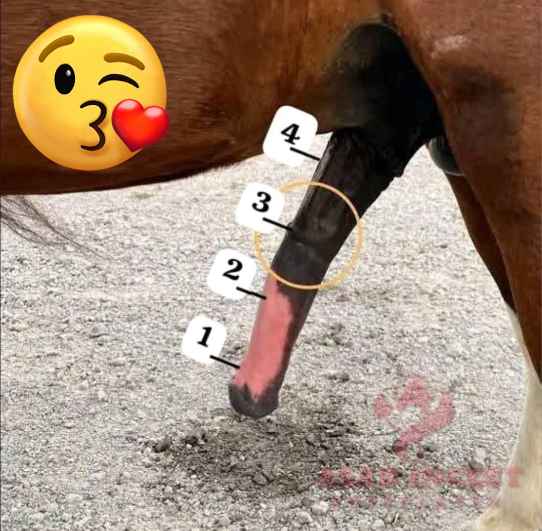 جاوید او شازیه کپل کوهات نه tweet media