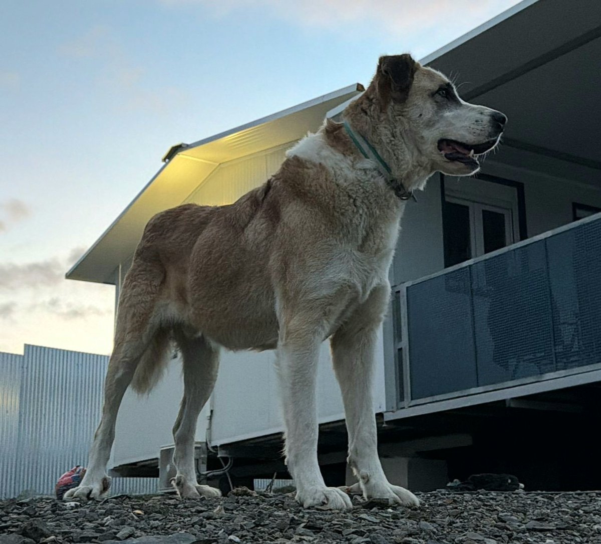 John sigue sin tener suerte. Es un mastín precioso de cuatro años muy sociable con otros perretes y con personas. Con gatos no está testado, pero en principio no muestra interés en ellos. Actualmente está en Málaga, pero podría viajar.