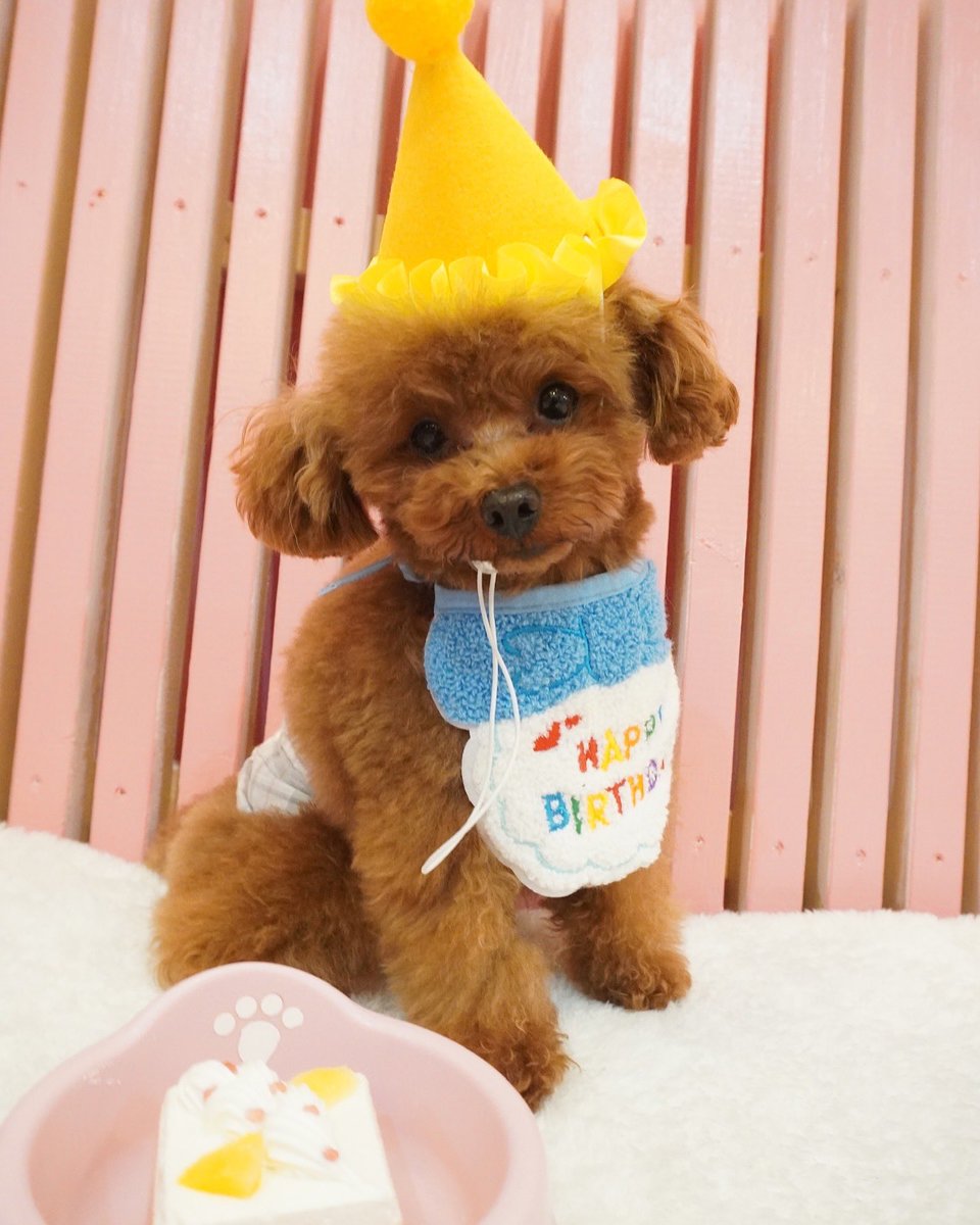 micro_asakusa's tweet photo. .
🐶💭

きょうは　ぼくのお誕生日！✨

みんなからプレゼントと
いっぱいのおめでとうをもらえて

ぼくはしあわせです🥺💕💕

みんなありがとう💓

これからもかっこいい��磨いてくゼっ😎

byらい

#浅草 #犬カフェ #マイクロティーカップカフェ https://t.co/L21cQPjSFw