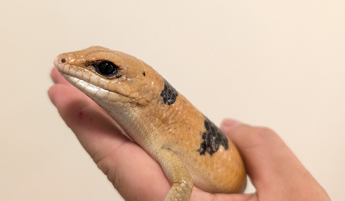 ゾノ (@zo___no) / Posts / X