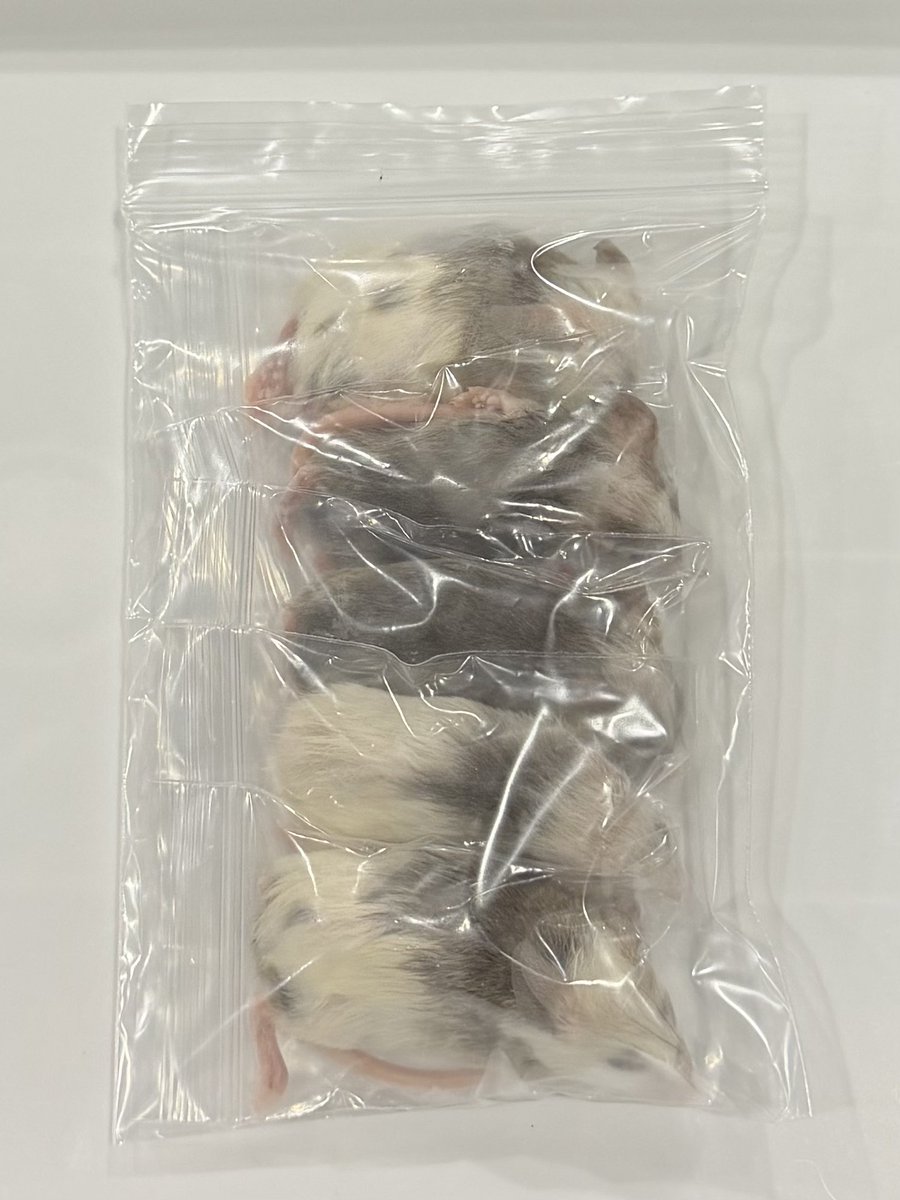🐭 冷凍ヤワゲ5匹セット販売開始 🐭

1匹(10-20g) ¥350
5匹セット(10-20g) ¥1,600

ご購入は
Side-B Collection店頭にて🛒✨

#冷凍餌 #爬虫類ショップ