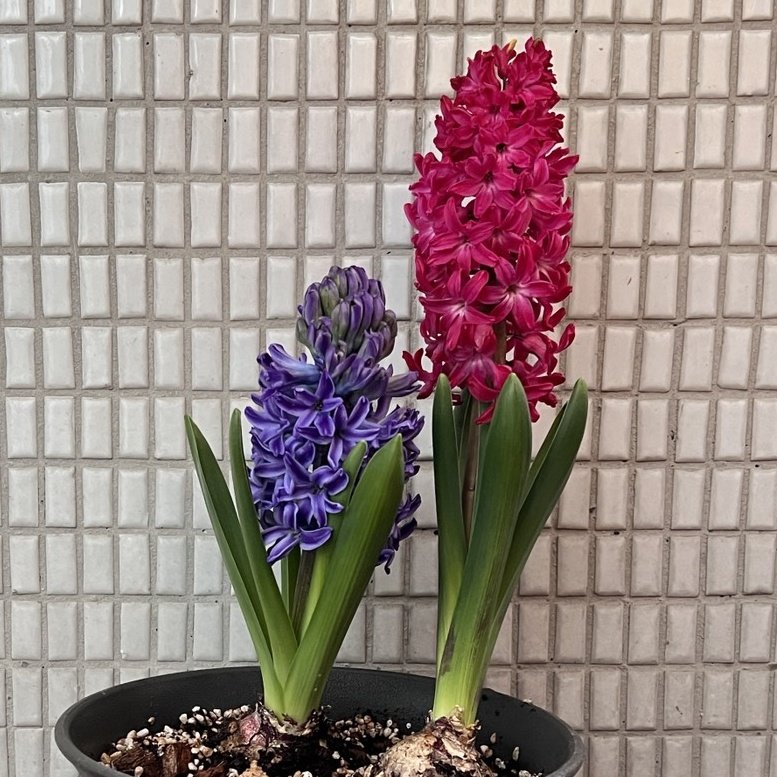 竟然是薄荷齒膏的芳味！！！