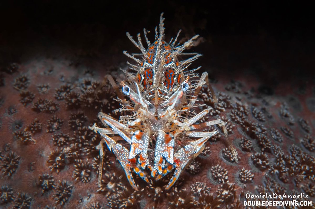 DivingDouble's tweet photo. Tiger shrimp

Only with #DoubleDeep diving elite

#nosybe #madagascar #scubadiving #underwaterphotography #scuba #diving #scubatravel #buceo #plongée #tauchen #mergulho #nurkowanie #дайвинг #duiken #dykking #κατάδυση #dykning #potápění #スキューバダイビング #31gennaio #31january https://t.co/kfNdtL5CWX