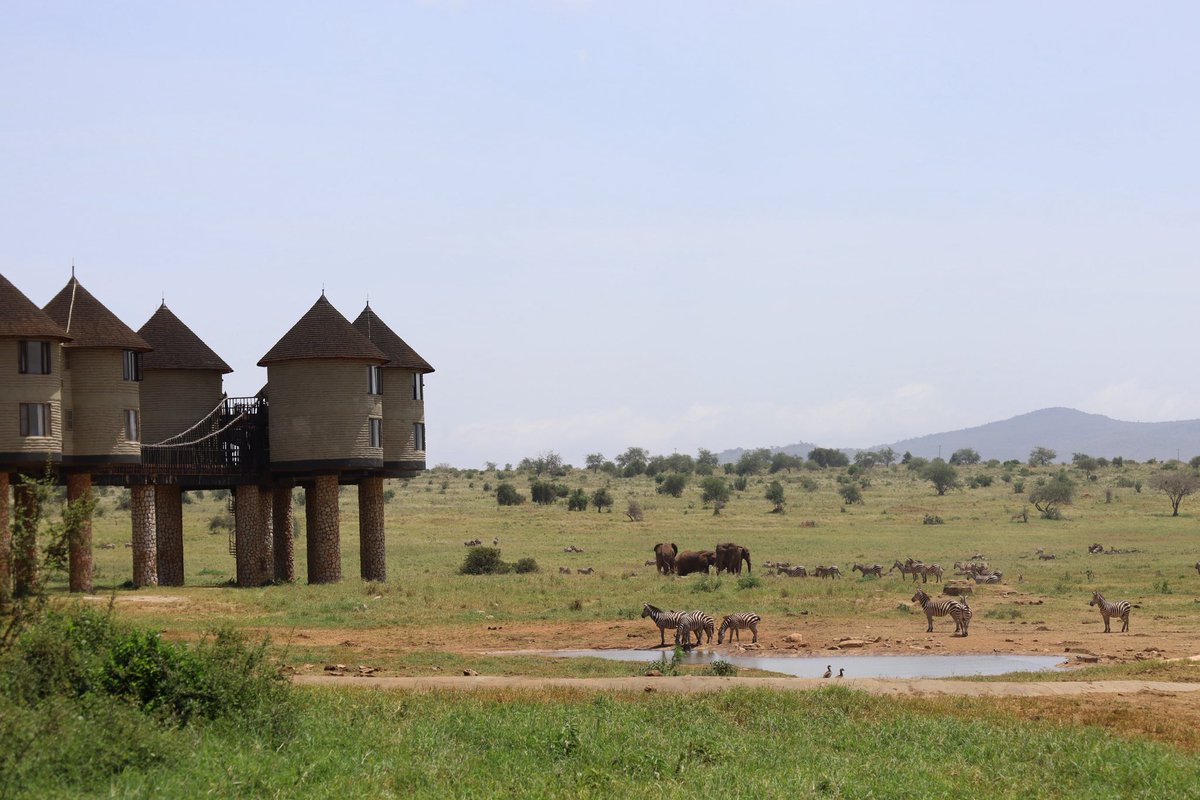 Our stilts make you feel tall… but the wildlife still wins.🌿🤭
#AnimalKingdom